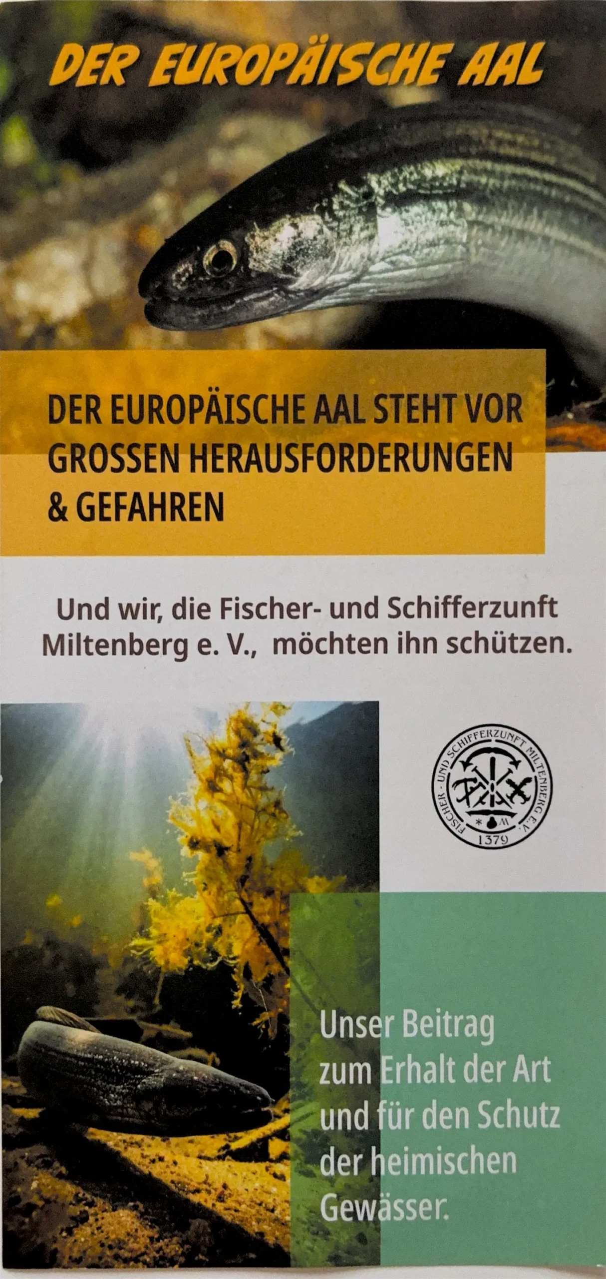 Prospekt-Vorderseite: Der Europäische Aal