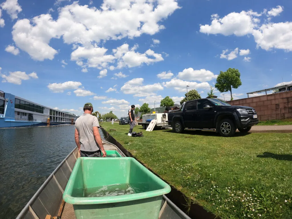 Team der Fischerzunft bei einer Besatzaktion am Ufer des Mains