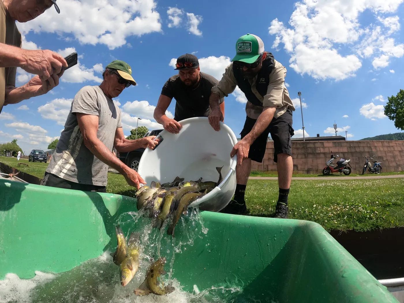 Besatzaktion der Fischerzunft: Jungfische werden aus einem Eimer in die Besatzwanne gesetzt